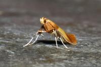 Caloptilia robustella