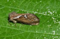 Korscheltellus lupulinus
