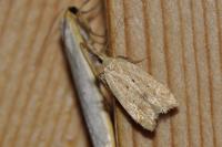 Acompsia schmidtiellus