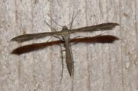 Stenoptilia