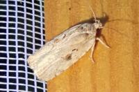 Agonopterix ocellana