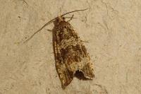 Celypha lacunana