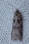 Cnephasia