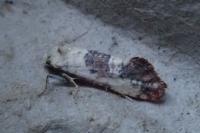 Pontoturania posterana