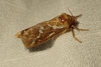 Korscheltellus lupulinus