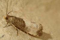 Notocelia cynosbatella