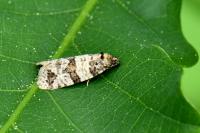 Isotrias rectifasciana