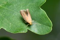 Crassa tinctella