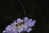 Nemophora metallica
