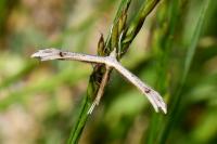 Stenoptilia