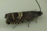 Grapholita internana