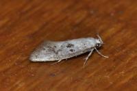 Herrichia excelsella