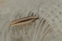 Mirificarma interrupta