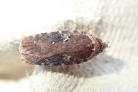 Agonopterix purpurea