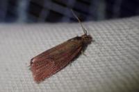 Celypha rosaceana