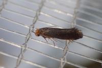 Cephimallota crassiflavella