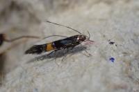 Cosmopterix orichalcea