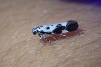 Ethmia quadrillella