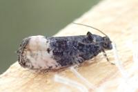 Metendothenia atropunctana