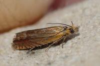 Lathronympha strigana