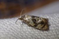 Phalonidia manniana