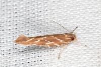 Pyroderces argyrogrammos
