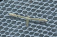 Adaina microdactyla