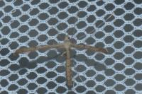 Agdistis
