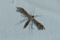 Oxyptilus