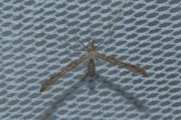 Agdistis