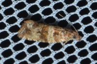 Celypha cespitana
