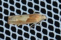 Eucosma gr. cana