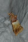 Epinotia festivana