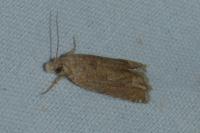 Pelochrista caecimaculana
