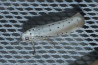 Yponomeuta rorrella