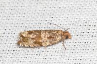 Celypha cespitana