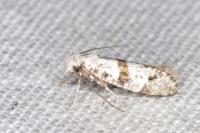 Scythropia crataegella