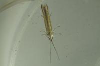 Coleophora albicosta