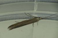 Coleophora albicosta