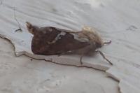Korscheltellus lupulinus