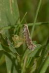 Plutella xylostella