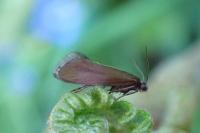Glyphipterix fuscoviridella