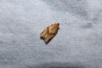 Clepsis consimilana