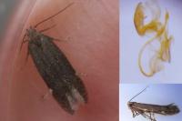 Aproaerema anthyllidella