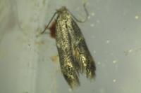 Stigmella