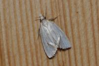 Agapeta hamana