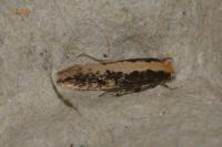 Monopis crocicapitella