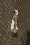 Monopis monachella