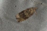 Celypha lacunana