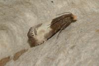 Notocelia cynosbatella